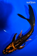 7.75" GINRIN ORENJI MATSUBA BUTTERFLY