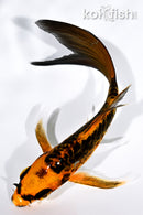 4.75" BENI KIKOKURYU BUTTERFLY
