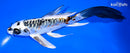 7.75" DOITSU KUJAKU BUTTERFLY