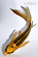 5.5" KI MATSUBA BUTTERFLY
