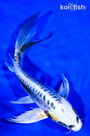 8.25" KIN KIKOKURYU BUTTERFLY