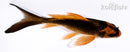 5.25" ORENJI MATSUBA BUTTERFLY