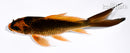 5.25" ORENJI MATSUBA BUTTERFLY
