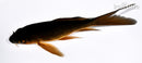 5.25" CHAGOI BUTTERFLY