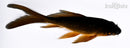 5.25" CHAGOI BUTTERFLY
