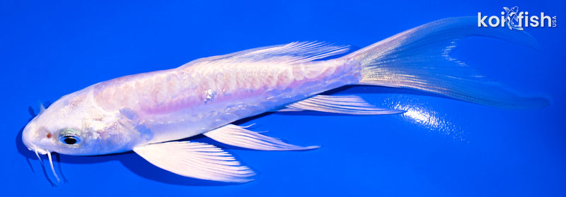 6" ARAGOKE PLATINUM OGON BUTTERFLY