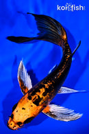 8.25" BENI KIKOKURYU BUTTERFLY