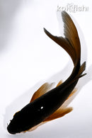 5.25" CHAGOI BUTTERFLY