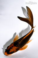 5.25" ORENJI MATSUBA BUTTERFLY