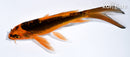 5.25" DOITSU ORENJI MATSUBA BUTTERFLY