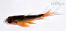 4.25" HI ASAGI BUTTERFLY