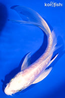 6" ARAGOKE PLATINUM OGON BUTTERFLY