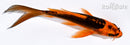 5.25" DOITSU ORENJI MATSUBA BUTTERFLY