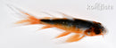 4.25" HI ASAGI BUTTERFLY