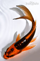 5.25" DOITSU ORENJI MATSUBA BUTTERFLY