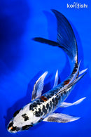 7.75" DOITSU KUJAKU BUTTERFLY