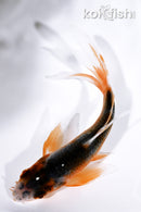4.25" HI ASAGI BUTTERFLY