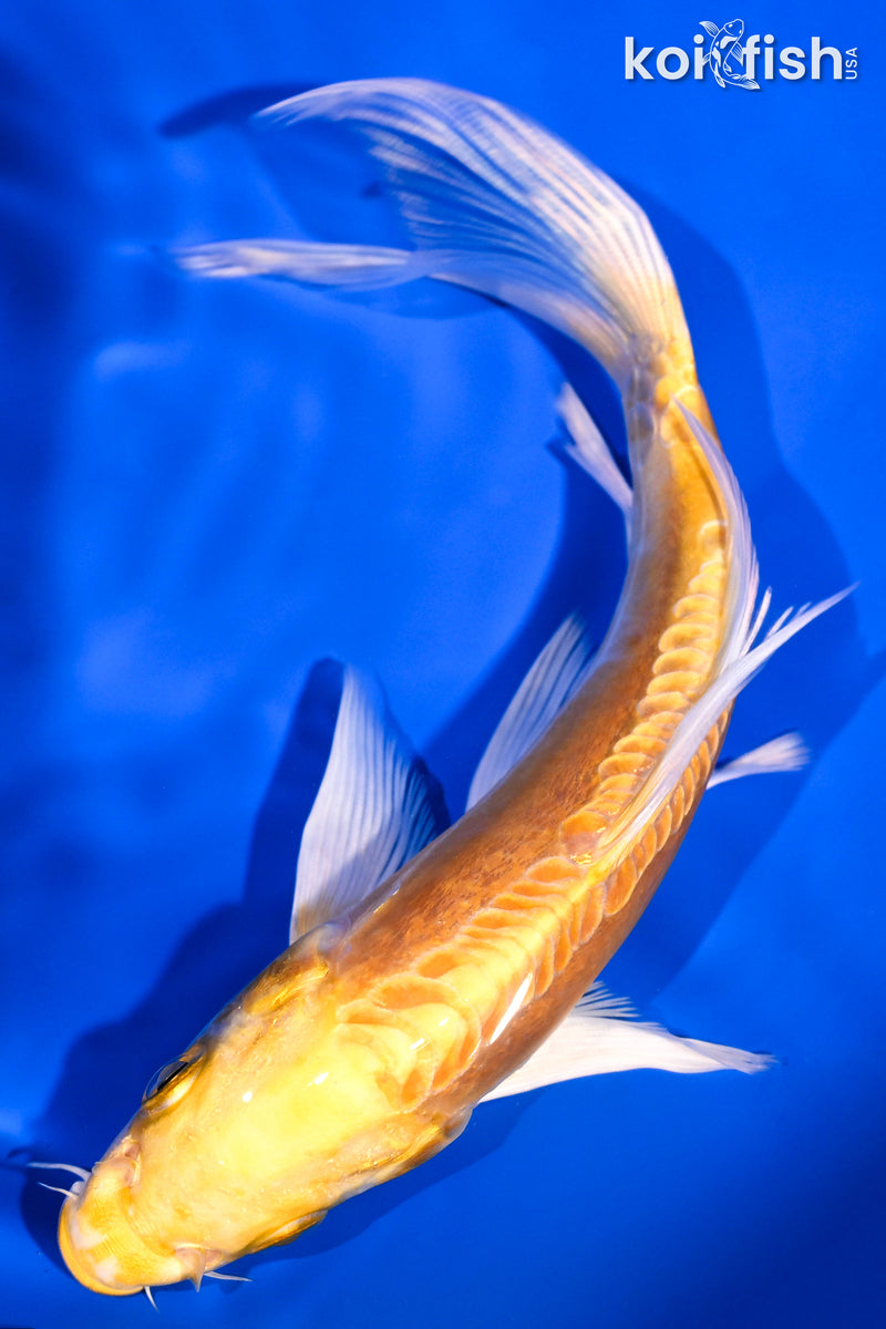6" DOITSU YAMABUKI OGON BUTTERFLY