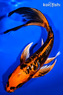 8.5" BENI KIKOKURYU BUTTERFLY
