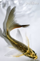 5.25" GINRIN KI MATSUBA BUTTERFLY