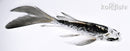 4.75" KIKOKURYU BUTTERFLY