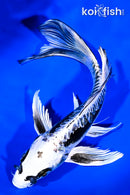 8" KIKOKURYU BUTTERFLY