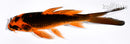 5.25" ORENJI MATSUBA BUTTERFLY