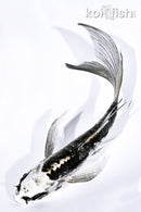 4.75" KIKOKURYU BUTTERFLY