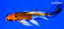 7.75" KUJAKU BUTTERFLY