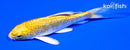 4.5" GINRIN LEMON HARIWAKE BUTTERFLY