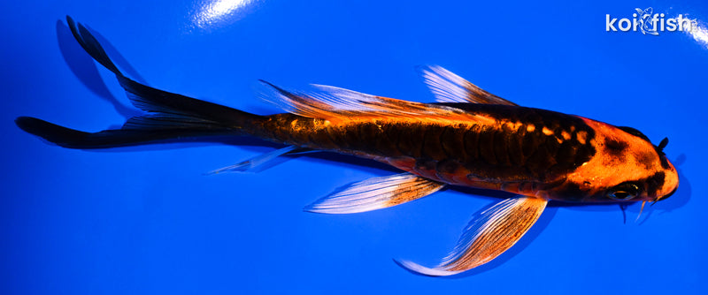 6" ARAGOKE BENI KIKOKURYU BUTTERFLY