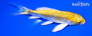 4.5" GINRIN LEMON HARIWAKE BUTTERFLY
