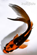 5.25" ORENJI MATSUBA BUTTERFLY