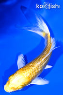 4.5" GINRIN LEMON HARIWAKE BUTTERFLY