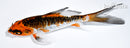 5.25" BENI KIKOKURYU BUTTERFLY