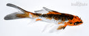 5.25" BENI KIKOKURYU BUTTERFLY