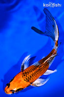 7.75" KUJAKU BUTTERFLY