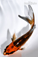 5.25" BENI KIKOKURYU BUTTERFLY