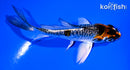 4" GINRIN DOITSU KUJAKU BUTTERFLY