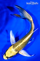 7.75" KI MATSUBA BUTTERFLY