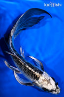 8" GIN MATSUBA BUTTERFLY