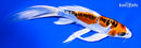 7.75" DOITSU KUJAKU BUTTERFLY