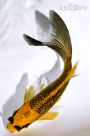 5.5" GINRIN KI MATSUBA BUTTERFLY