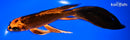 9" KIN ORENJI MATSUBA BUTTERFLY