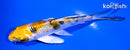 4.25" YAMATO NISHIKI BUTTERFLY