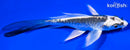 4.25" KIKOKURYU BUTTERFLY