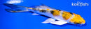 4.25" YAMATO NISHIKI BUTTERFLY