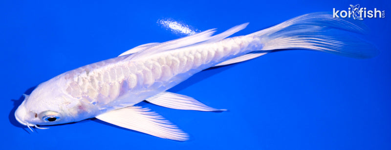 6" ARAGOKE PLATINUM OGON BUTTERFLY