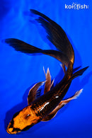 9" KIN ORENJI MATSUBA BUTTERFLY