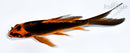 5.25" ORENJI MATSUBA BUTTERFLY